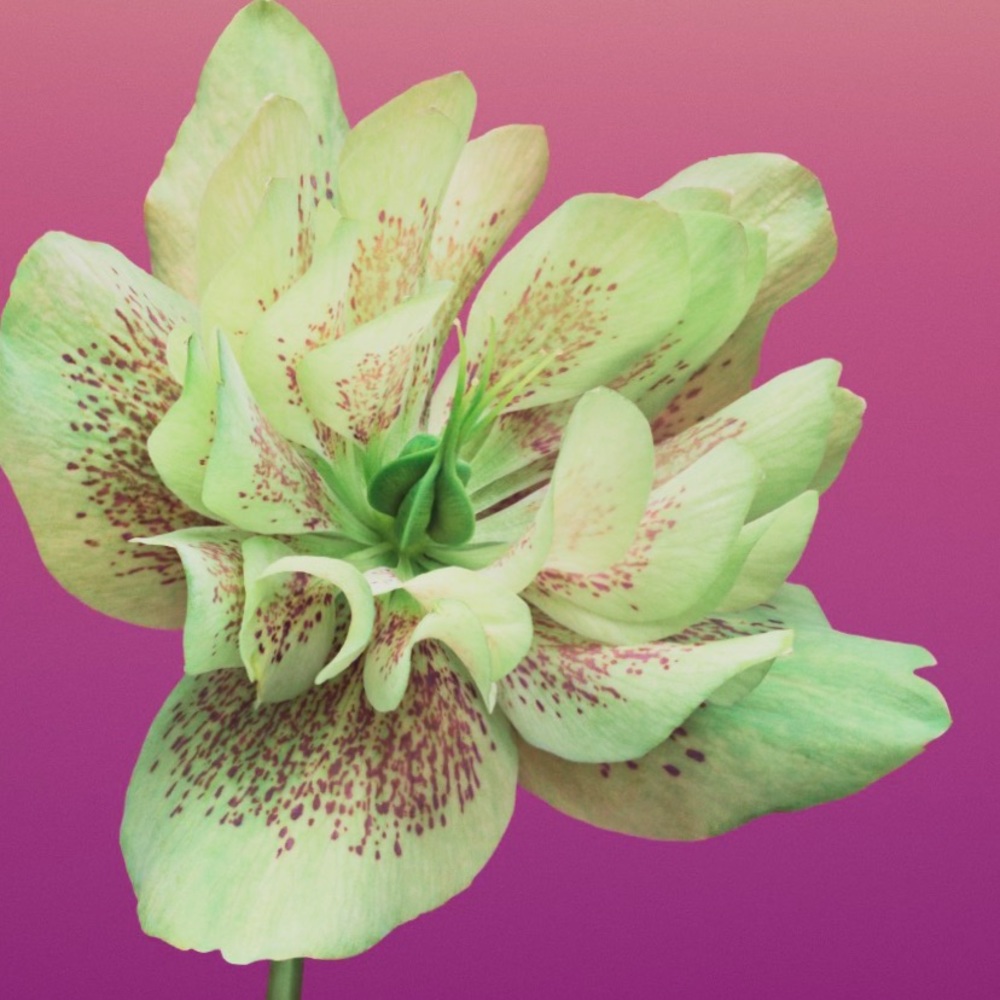 Meet your Posher, Jordy